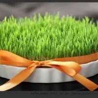 پیش فروش سبزه عید در سفال