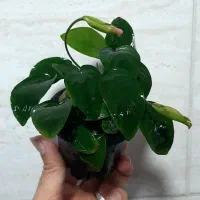 بار گیاه آکواریومی ( پلنت ) رسید