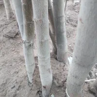 گردونهال کاغذی