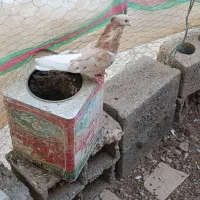 سرور
