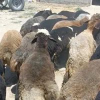 گوسفند پلنگی شمارا میگیرم قیمت الی