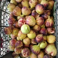 میوه