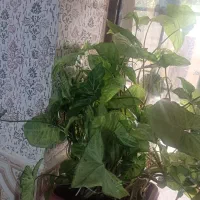 گل طبیعی|گل و گیاه طبیعی|یاسوج, |دیوار