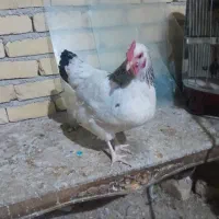 مرغ تخم گذار