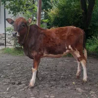 گوساله ماده چالوسی لیشه گاو