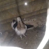 کفتر یا کبوتر