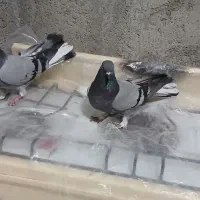 سبز لا دم سفید به شرط بازی