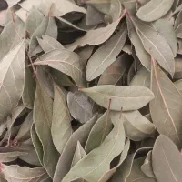 برگ بو