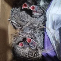 ۳ عدد جوجه قناری تیزبال (شوش)