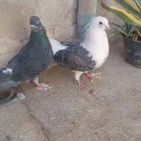 کفتر پرشی