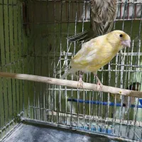 قناری ماده آماده