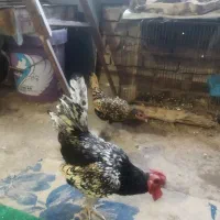 مرغ و خروس مینیاتوری