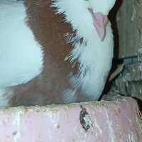 طوقی درجه یک