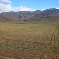 فروش زمین کشاورزی  وباغ گردو فندق