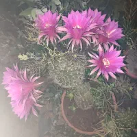 گل کاکاتوس