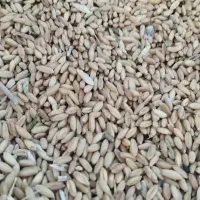 فروش گندم برا دام و بذر
