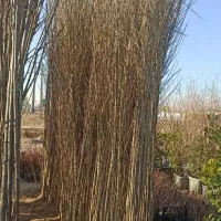 نهال صنوبر تبریزی در ورامین پیشوا