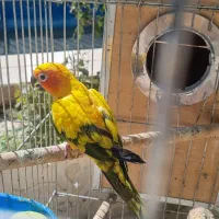 طوطی خورشیدی (سان کانور) نر، کاملاً اصیل