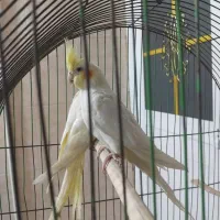 دوتا عروس هلندی