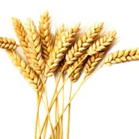 خریدار گندم و جو