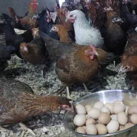 فروش مرغ محلی درجه یک