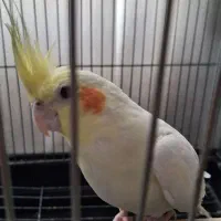 عروس هلندی