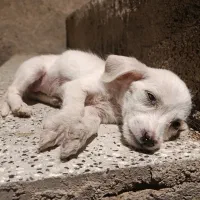توله سگ پاکوتاه نژاد دار