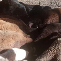 بره