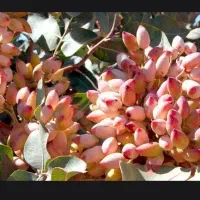 خرید و فروش پسته کال تر  خشک
