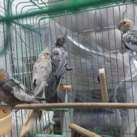شش عدد عروس هلندی