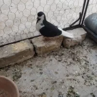 شهری سرخ طوقی سرخ چپ سیاه