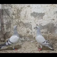کبوتر