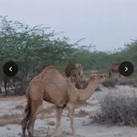 کوات نر