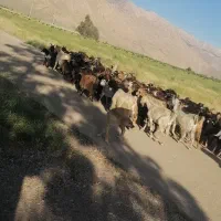 بز جوان