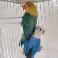 لِئو و لورا*یک جفت پرنده نژاد طوطی برزیلی(کاسکو)