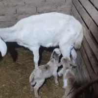 فروش بزو کهره