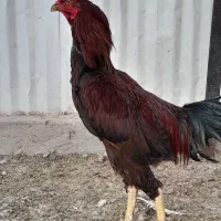 خروس دو رگ