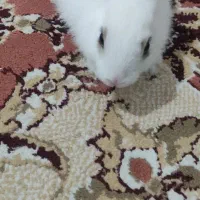 خرگوش اهلی