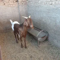 بز(غوریز)