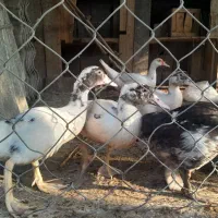 فروش تعدادی اردک اسرائیلی