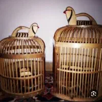 کبوتر کوهی نر