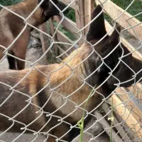 سگ مالونیز اصیل