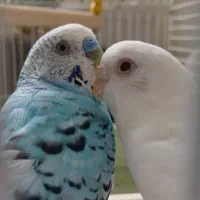 یک جفت مرغ عشق