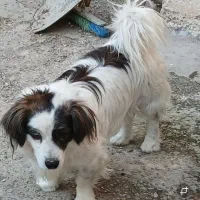 سگ پشمالو پاکوتاه واگذار میشود