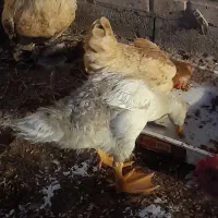 غاز