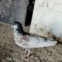 کفتر. کبوتر یال سیاه گل دار. بزک. ابلق پلاکی