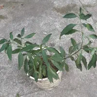 گوجه فرنگی زینتی