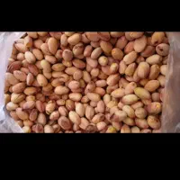 پسته تازه فقط امروز
