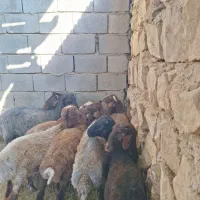 بره نر هترو