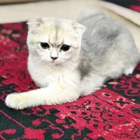 گربه|گربه|بوشهر, |دیوار